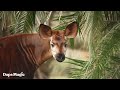 Beni The Okapi First Appearance On Disney S Animal Kingdom Lodge Savanna