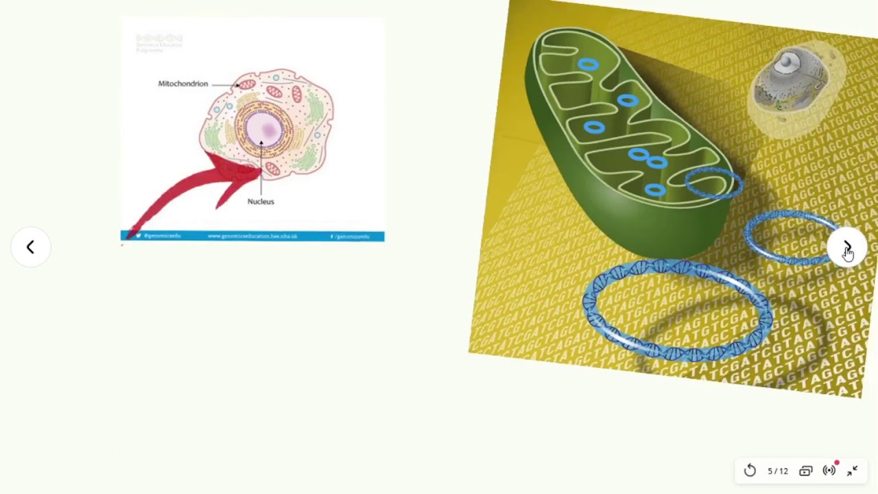 Aula sobre organização do genoma humano