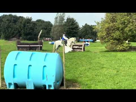 148cm 4yo Connemara gelding - Image 2