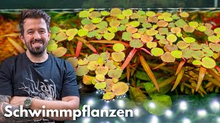 Schwimmpflanzen | Liquid Nature Pflanzenvorstellung