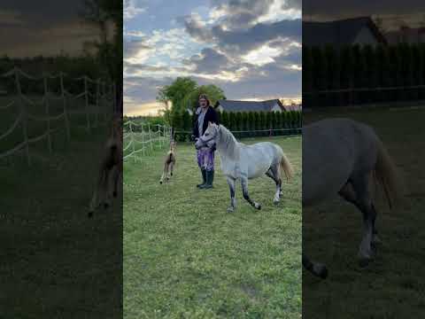 JESTEM JUŻ NA ŚWIECIE! MILAGROS LUNAR! #kuc #źrebak #konie
