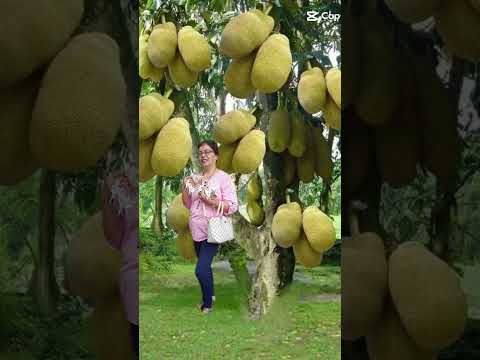 unbelievable jackfruit #abundant fruit bearing