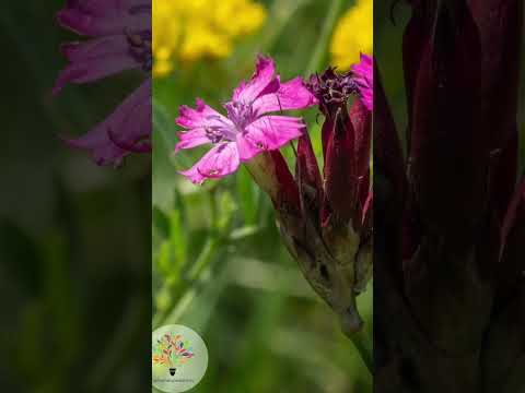 Trockenbeet anlegen: Dein Blüh-Hotspot statt toter Schotterwüste