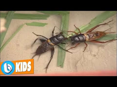 Đá dế - Tốp ca