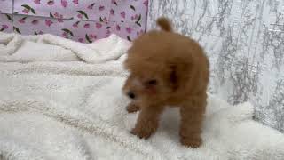 トイプードルの動画01