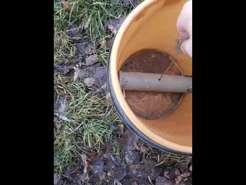 Polowanie na kreta Mole hunting