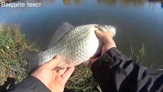 Дроп шот оснастка на карася