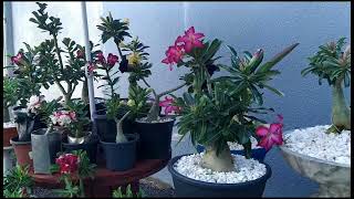 Qual o valor de uma rosa do deserto?