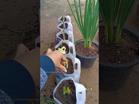 Tips for growing chives #garden #roomtogrow #growathome #gardening #plant #growyourownfood