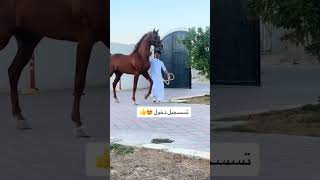 Download lagu #heavyhorse #horse #horsebeauty #hose #horsefan mp3 Download lagu #heavyhorse #horse #horsebeauty #hose #horsefan mp3