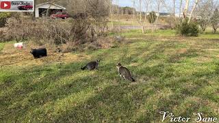 What happens when Mr & Mrs Shop Cat stalk a Bear Cub