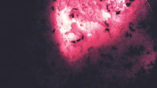 Dan Drohan - 'That Would Be Grape' ft. Marny Lion Proudfit and Scott Colberg