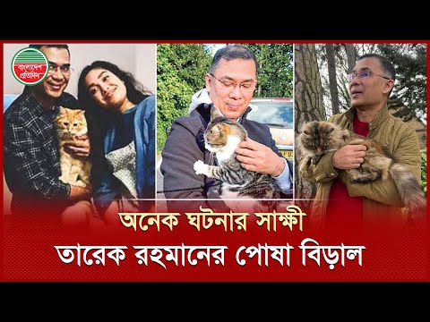 পোষা বিড়াল কোলে ভিন্ন রূপে তারেক রহমান | Tarique Rahman's Pet Cat | Bangladesh Pratidin