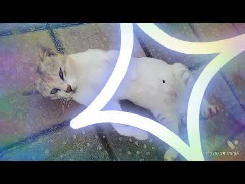 MY CUTE LITTLE CAT AND MY PUPPY AND SHE'S MOTHER