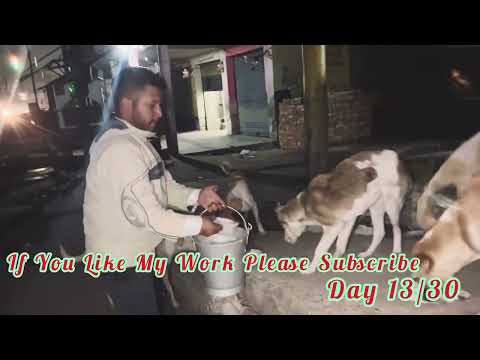 Day 13/30 Street Dogs Feeding Ager Apko Hamara Kam Pasand aaya Toh Channel Ko Subscribe Kara