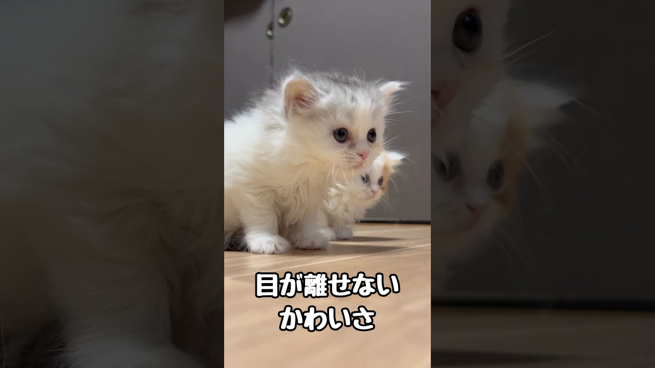 何も分かってない子猫が可愛すぎる　#catshorts #catvideo #ミヌエット #子猫 #好きな子猫 #猫のいる暮らし #kitten