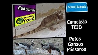 preview picture of video 'Talento em Foko Fokultura - Animais do Sertao do Ceará - Keke composição'