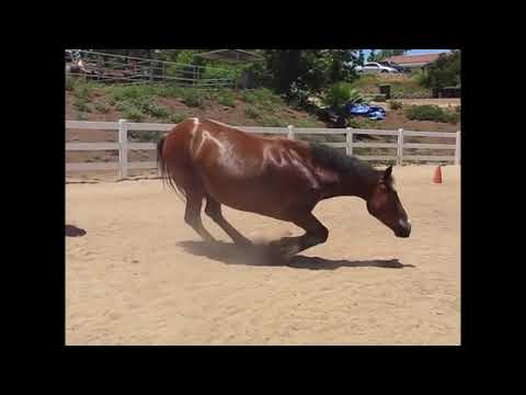 Drôles de chevaux qui pètent