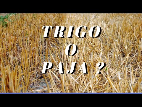 TRIGO O PAJA - SIERVO DEL ALTAR