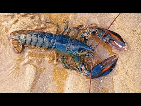 Xiaozhang Finds BIG LOBSTER And Abalone In The Drain(Catch the sea)