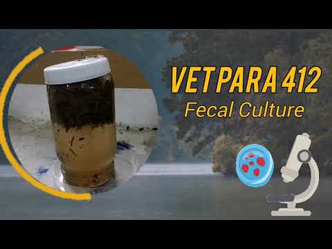 VET PARA 2 | Fecal Culture (Lab 7 & 8) | (G2, '23)