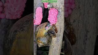 Apple Snail Egg Laying Process Up Close.