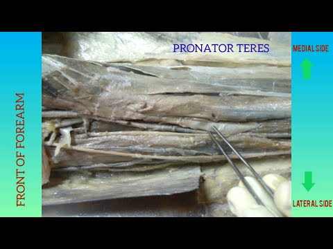 Dissection - Front of forearm