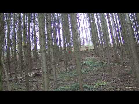 Driven Hunt November 2025 II - Third wild boar