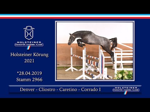 Holsteiner Körlot 2021 | Nr. 32 v. Denver - Cliostro - Caretino - Corrado I