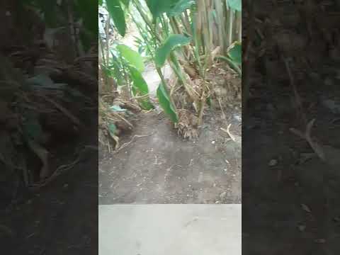 Nuestro amado Sian 🤭 #perro #amor #firulais #cute #sian #comedia