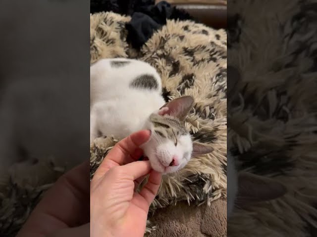 Video von Leonidas