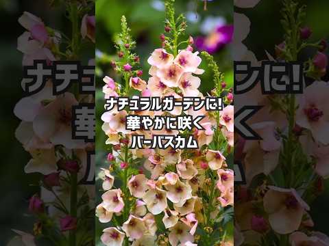 春から秋にかけて色とりどりの庭（またはバルコニー）にするには、どの開花多年草を選ぶべきですか？  庭園