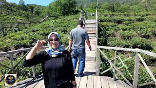 Download lagu KEBUN TEH JAMUS SINE, SEKARANG TIKETNYA MURAH, ENAK UNTUK NGADEM, PANORAMA ALAM SEJUK mp3