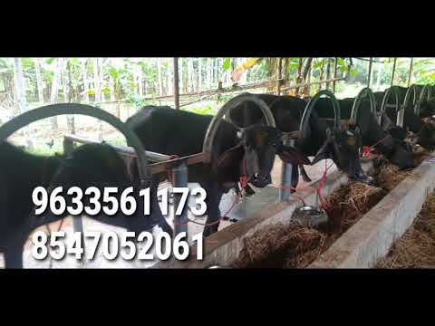 nilambur agro farm ●NAF●  quality mura cross pothukuttikal  85470 52061 | 9633561173