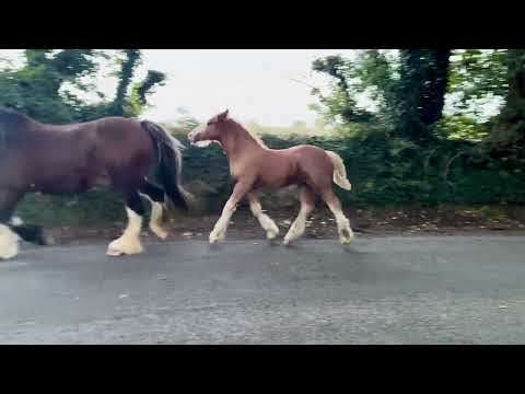 Heavy Cob Foal to Make 15h3 - Image 2