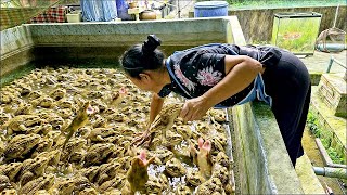 From Fish to Frogs: How This Thai Farm Breeds Frogs for Profit!