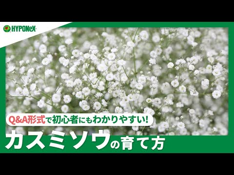 カーペットカスミソウ 植物