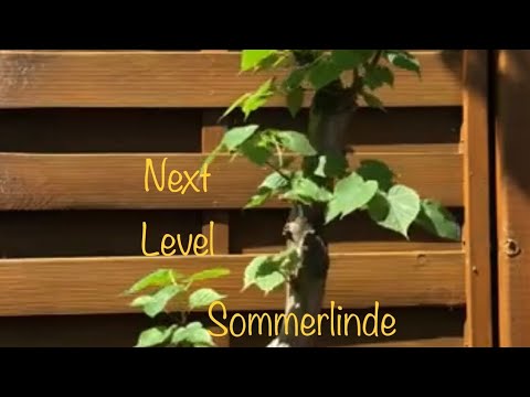 Yamadori Linde Next Level /Bonsai oder Kleinholz 2023-16