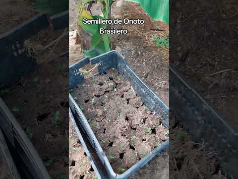 Proyecto para el Año 2026 Onoto Brasilero #venezuela #Trujillo #Bolívar