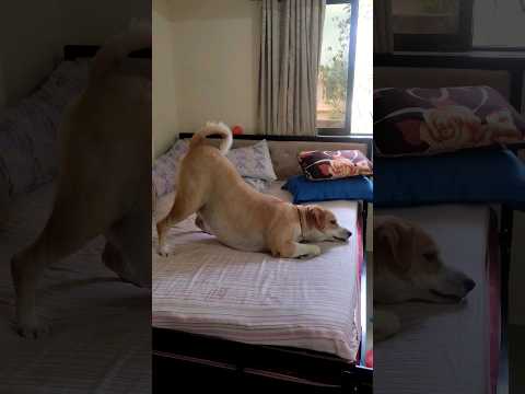 Pião de Vida Louca 🐕❤️ #tommy #dancer #entertainment #video #youtubeshorts