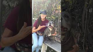 Video preview image #1 Mutt Puppy For Sale in Pasadena, CA, USA
