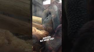 Download lagu This orangutan was amazed by a pregnant woman β€οΈ mp3 Download lagu This orangutan was amazed by a pregnant woman β€οΈ mp3