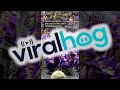Masks Mostly Absent from Nursing School Graduation || ViralHog