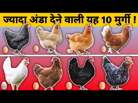 , title : '10 Most Egg Laying Chicken Breeds👌|| 10 सबसे ज्यादा अंडा देने वाली मुर्गी की नस्लें || Layer poultry'