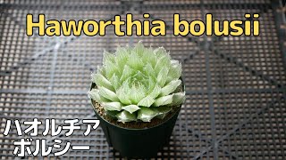 [品種紹介] 多肉植物 Haworthia bolusii [ハオルチア ボルシー]