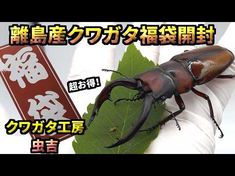クワガタ 福袋」のYahoo!リアルタイム検索 - X（旧Twitter）を
