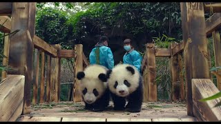 Pandas (2018)  OFFICIAL TEASER