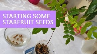 Starting Starfruit Seeds | Germinating Fruit Seeds - 30.12.2016