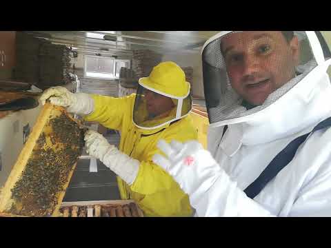 Romanian HONEY ~ 100% BIO/NATURAL/ORGANIC | www.GeorgeofArabia.ro/Export