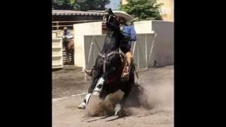 Mis Dos Vicios - Los Cadetes De Linares